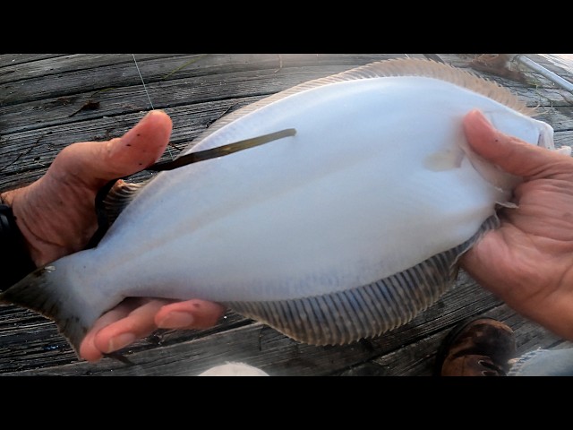 Pier Fishing: Lots of Long Island SUMMER FLUKE / FLOUNDER & Sea Robins on GULP Bait