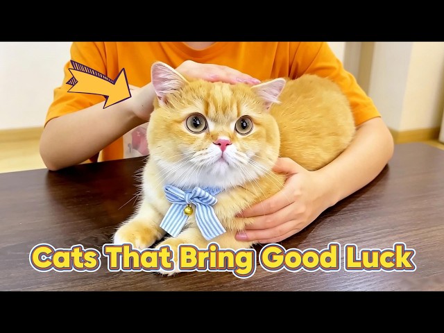 Cats That Bring Good Luck