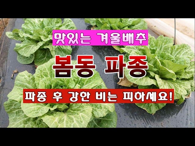 [Garden Farmer 2,950] Delicious Winter Cabbage, Bomdong. How to Sow Seeds! #BomdongCultivation