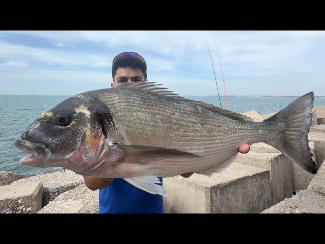 Día de Surfcasting | Doradas Gigantes y Sargos… ¿Aparecieron las Urtas?