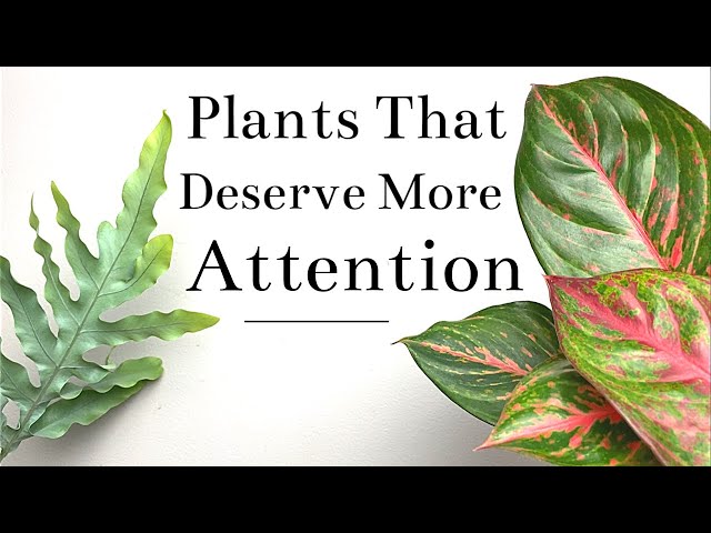 Plants That I Think Deserve More Attention