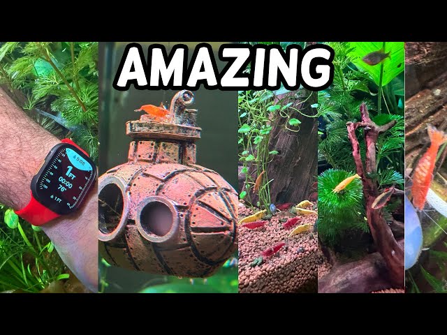 Fish Tank Updates. BioCube 32. Fresh Water Shrimp. GREEN RASBORA. Celestial Pearl Danio. CO2 Setup.