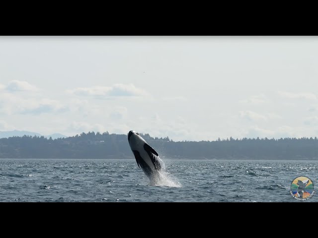 J-Pod Highlights Spring 2023 | Southern Resident Orcas in the San Juan Islands