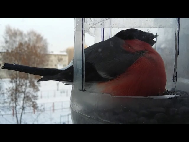 Толстый снегирь (The fat bullfinch).