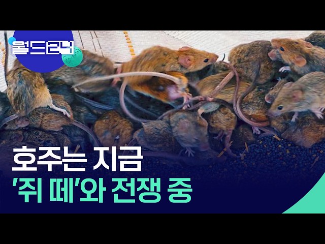 호주 농부들, 들끓는 ‘쥐 떼’와 사투 [월드24/뉴스의 2면] / KBS  2026.06.01.