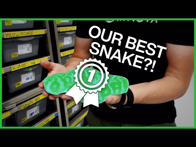 The Best Snake at KINOVA - according to YOU!