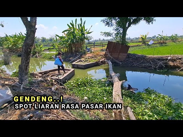 So satisfying! Wild fishing, it's like shopping at the fish market