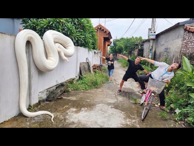 Three female experts bravely confronted two giant white pythons.