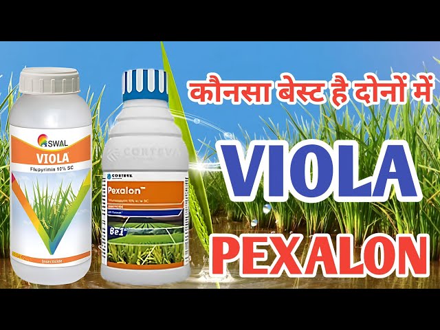 Pexalon vs. Viola: A Complete Comparison for Farmers _ Pexalon, Viola _ Farming India Rammehar