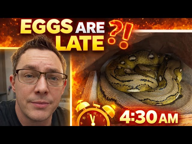 Eggs Are Late… and I Leave at 4:30 AM 😬