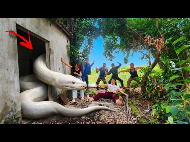 Expert Resuce Young Girl from Giant Pythons in Abandoned House.
