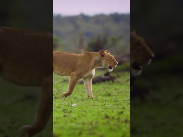 Achanak samne aa gaya Chitta ! 🐆🔥 || Duniya ka sabse khatarnak shikari ||😱 #Shorts #shortsfeed