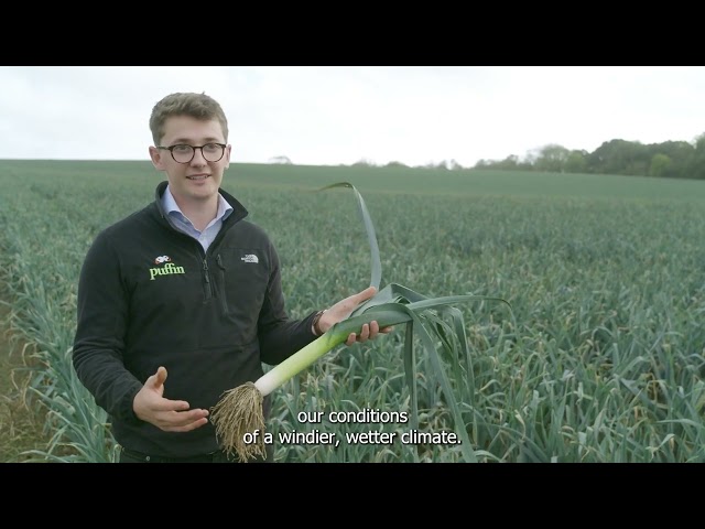 Welsh Leeks - Protected Geographical Indication status