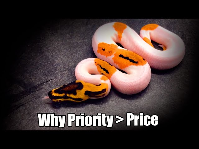 Clown Pied Heaven! + Can you OVERPAY for a Ball Python?
