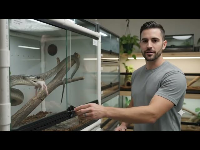 Feeding snake