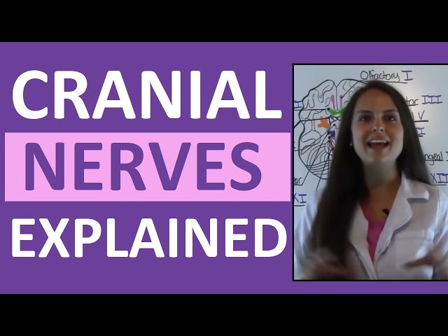 Cranial Nerves Anatomy | Cranial Nerves Mnemonic Made Easy