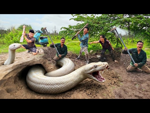 Expert Bravely Digs Up and Captures a Giant White Python