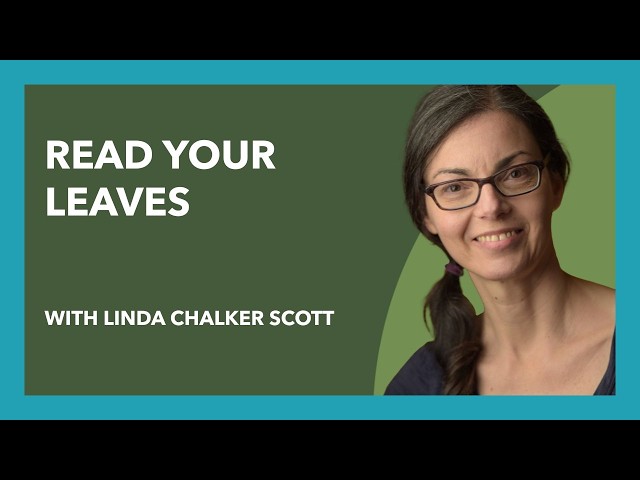What Your Tree's Leaves Are Trying to Tell You (Plus Choosing Cherry Rootstock) (Eps 14)