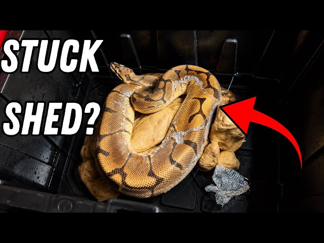 The Easiest Way to Remove Stuck Shed from Your Snake