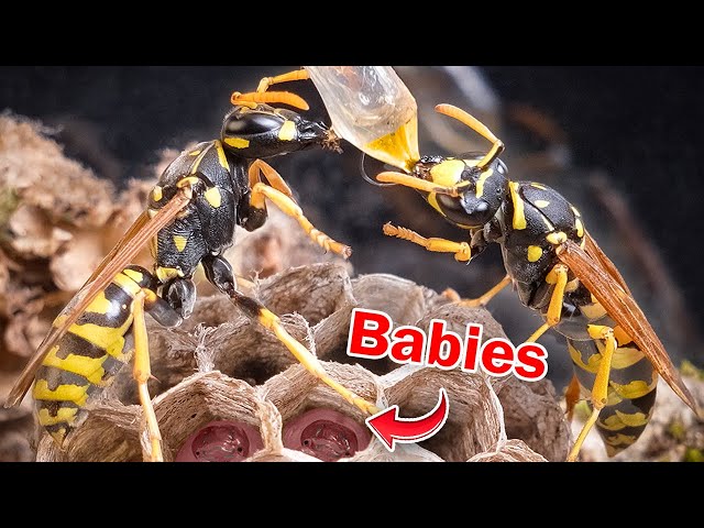 I Raised a WASP QUEEN… Then She Did the UNTHINKABLE