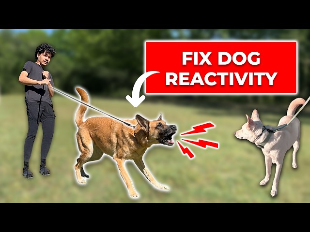 How to ACTUALLY Fix Your Dog's Reactivity (Free 2-Hour Course)