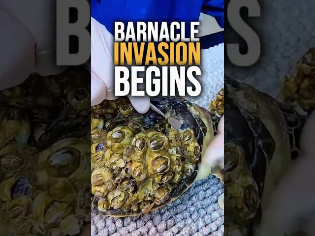 “How Barnacles Can Blind Sea Turtles and Damage Ships 🐢💥”#oceanfacts #weirdscience #seacreatures