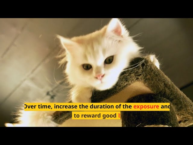 "5 Common Cat Behavior Problems and How to Fix Them"