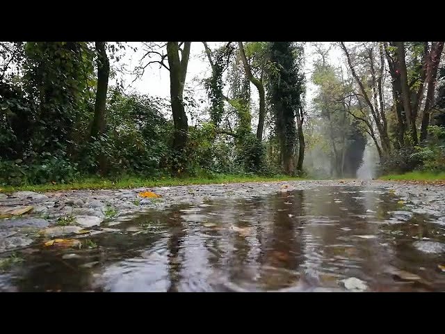 Binaural Beats | Alpha Waves | 12 Hz. | Gentle Forest Rain |