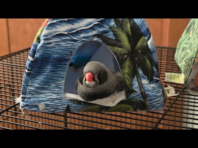 Zebra finch, lord of his kingdom