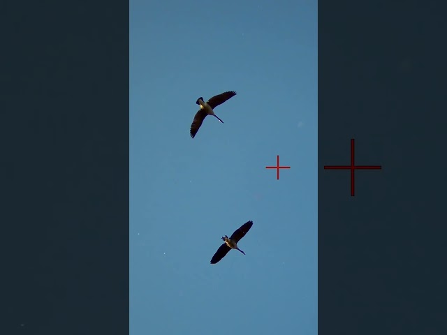 Geese are MADE OF STEEL #shorts #duckhunting #shotkam #goosehunting #geesehunting #waterfowl #goose