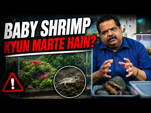 Tank Size, Sponge Filter, Plants & Water Parameters — Shrimp Setup Part 1