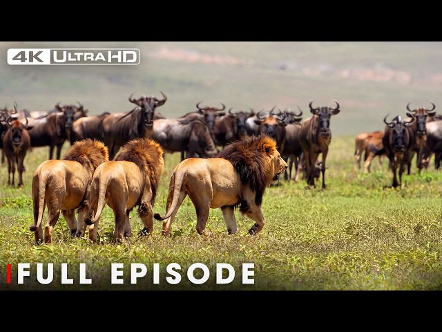 African Lions | The Kings of the Serengeti | FULL EPISODE | Wildlife Documentary