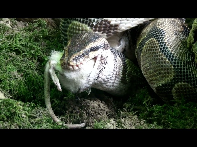 Ball Python Having Lunch at The National Reptile Zoo Ireland 