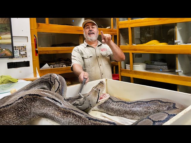 Giant Breeding pythons (RETIC) Almost Get Me & Daughter
