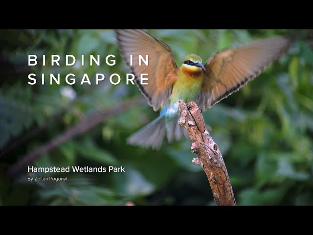 Birding in Singapore: Hampstead Wetlands Park (4K HDRI; Dolby Vision)