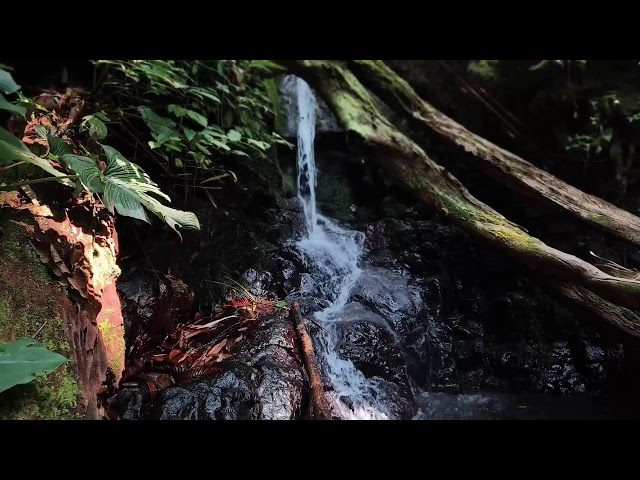 Relaxing Piano Music – Deep Sleeping, Meditation Healing and Gentle River Sounds for Inner Calm