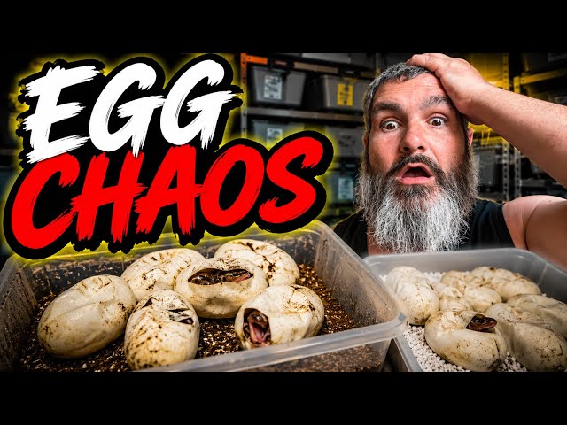 Collecting 3 Ball Python Clutches Got Chaotic