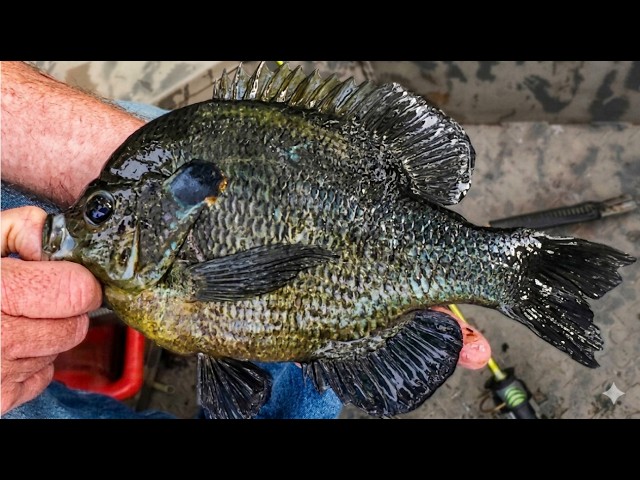 Drop-Shot Rig vs. Cork Setup: Bedding Bluegill Tactics