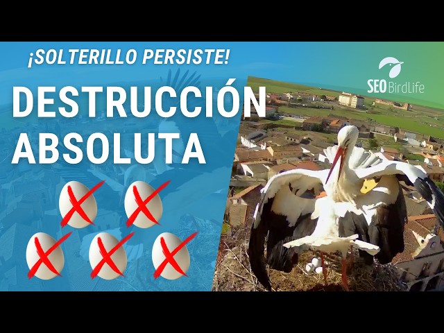 ¡DESTRUYE TODOS LOS HUEVOS! 🥚🥚🥚🥚🥚 · Cigüeñas de Madrigal de las Altas Torres, Ávila. Nido 1