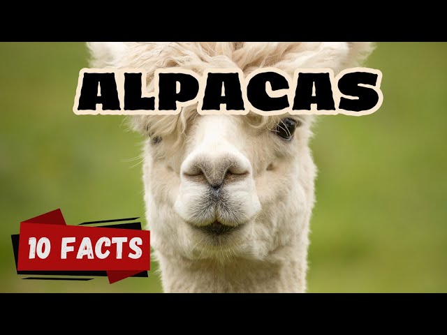 10 Fascinating Facts About Alpacas for kids– The Gentle Giants of the Andes #alpacaworld , #alpacas