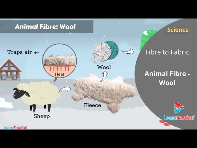 Fibre to Fabric Class 7 Science Chapter 3 - Animal Fibre - Wool