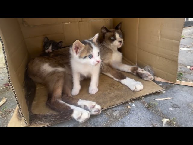 The mama cat sleeps next to her kittens, only waking up at mealtime.
