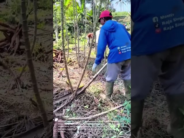 Efficient Cassava Harvesting: Using Long Leverage Tools in the Field