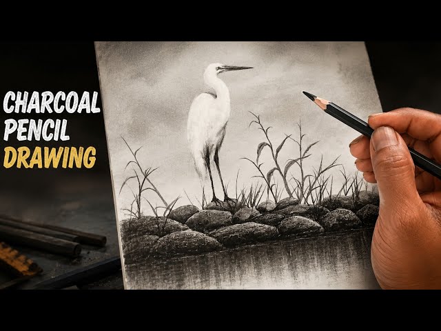 Charcoal pencil drawing of egret/heron bird scenery with easy steps. 