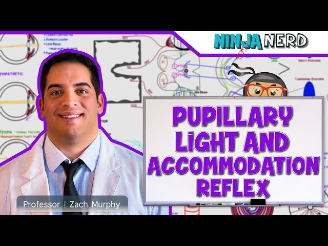 Special Senses | Pupillary Light and Accommodation Reflex