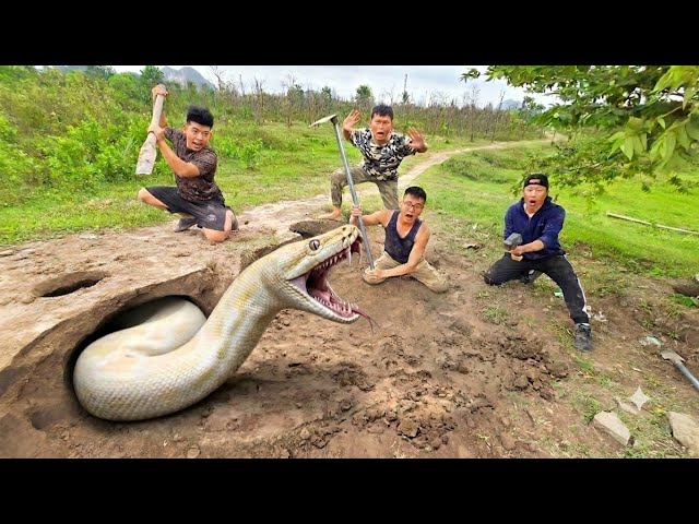Brave Hunter Captures Giant White Python in Earthen Mound