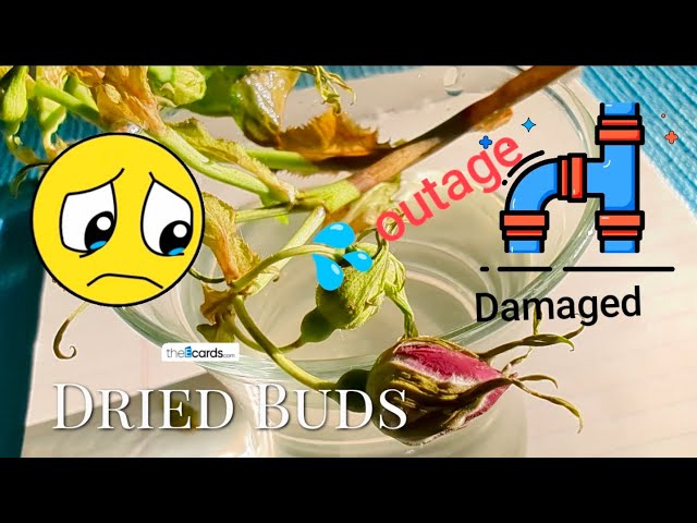 Day 8🌝 Stem Dead? Water💦 outage 🚰 #water#mindset#life#Rose#nature#logic#flowers#flowing#delivery#god