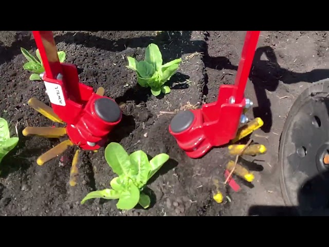 Finger weeding lettuce on soft (muck) soil in slowmo.