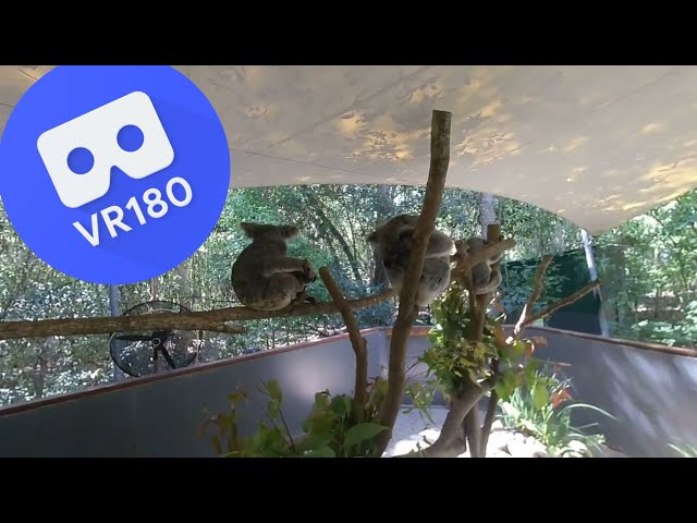 [VR180 VR 3D] Koala Bears @ Hartley's Crocodile Adventures | Meta Oculus Pico Family Virtual Reality