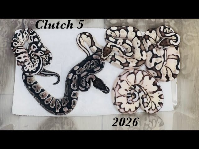Clutch 5 of 2026.. Enchi Fire Axanthic x Pastel Axanthic ball python hatchings❤️